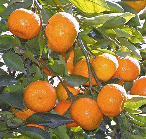 Nagpur Orange (નાગપુર સંત્રું)